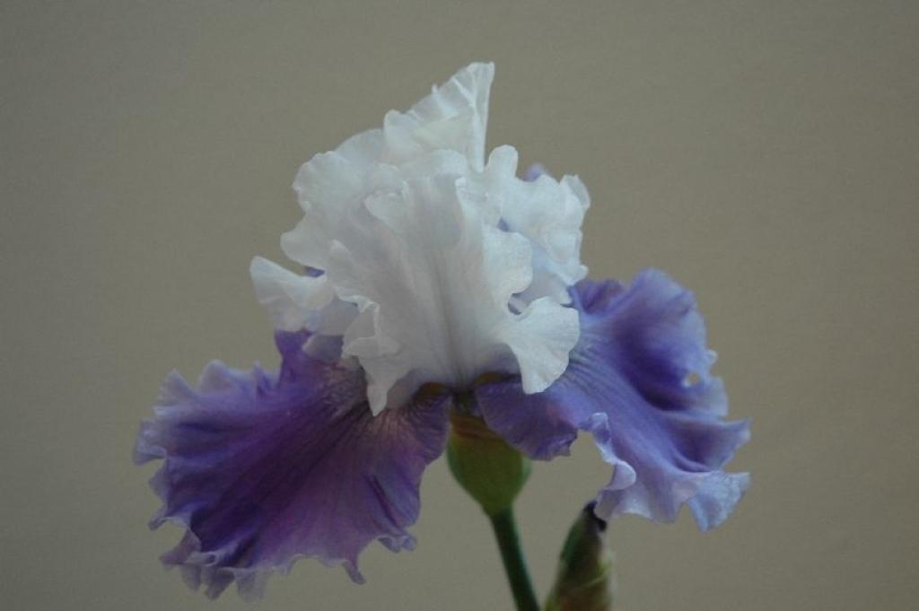 Autors: No Latvijas Dabas muzeja fondiem.