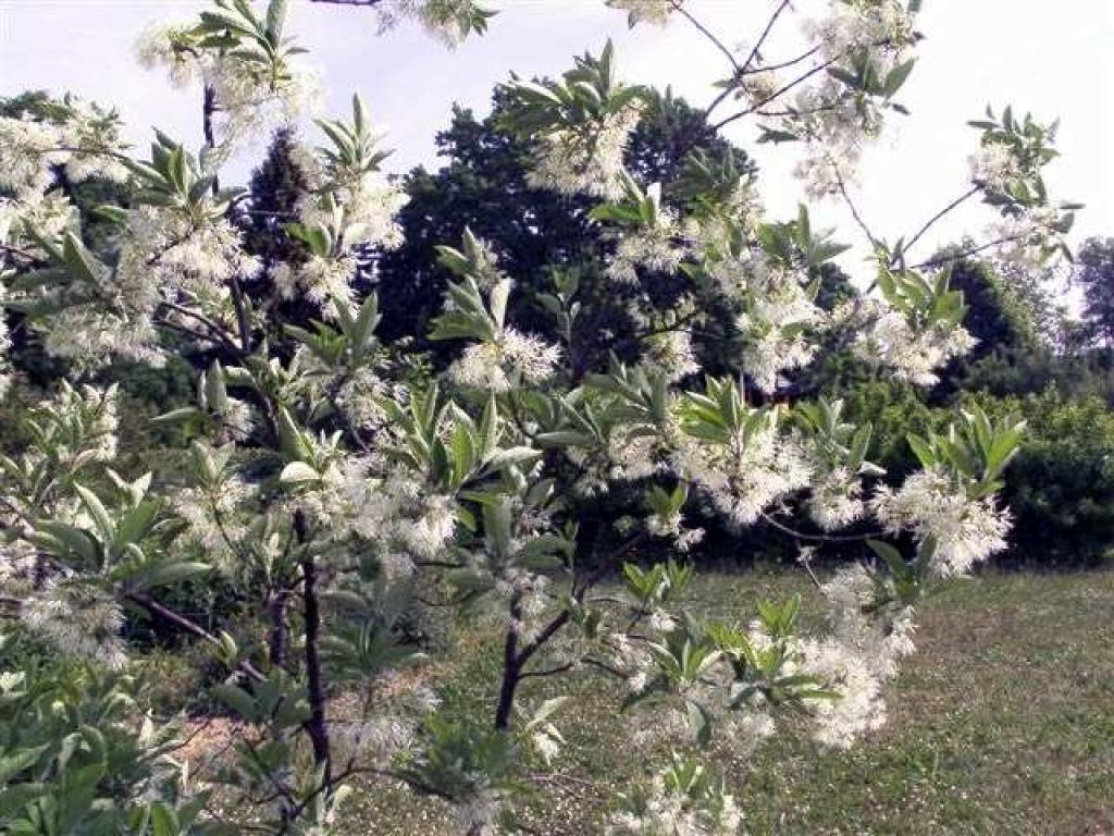 Savvaļā Virdžīnijas sniegpārsliņu krūms jeb koks ir sastopams Ziemeļamerikā. 
Autors: No Nacionālā Botāniskā dārza