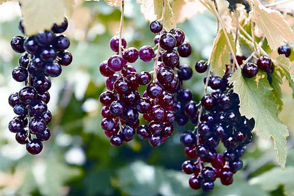 Autors: Gatis Bogdanovs