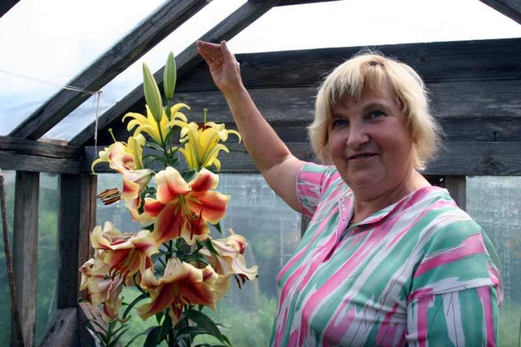 Viena no gulbenietes Līvijas Annuškānes audzētajām lilijām viņu ir pamatīgi pārsteigusi, jo izaugusi gandrīz pašas augumā. Pagājušajā gadā šī pati lilija ir bijusi uz pusi īsāka.
Autors: Gatis Bogdanovs