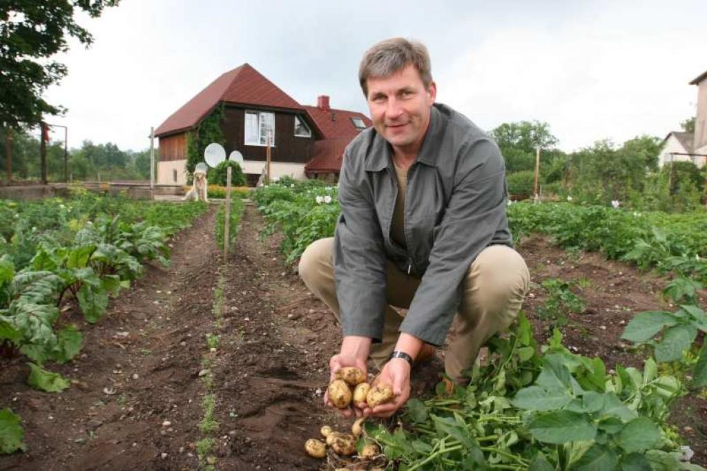 P.Melbārdis stāsta, ka citugad viņš ir audzējis trīs četras šķirnes kartupeļu, bet pēdējos gados ir pārgājis uz vienu šķirni. Šķirnes 'Acapella' kartupeļus viņš audzē jau piekto gadu. 
Autors: Gatis Bogdanovs