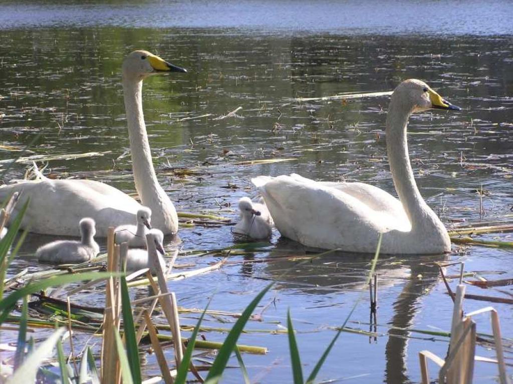 Interesenti var ziņojot par redzētiem apgredzenotiem ziemeļu gulbjiem (Cygnus cygnus) un paugurknābja gulbjiem (Cygnus olor), vai arī ziņojot par redzētiem gulbjiem ar mazuļiem.
Autors: Latvijas Dabas muzeja foto