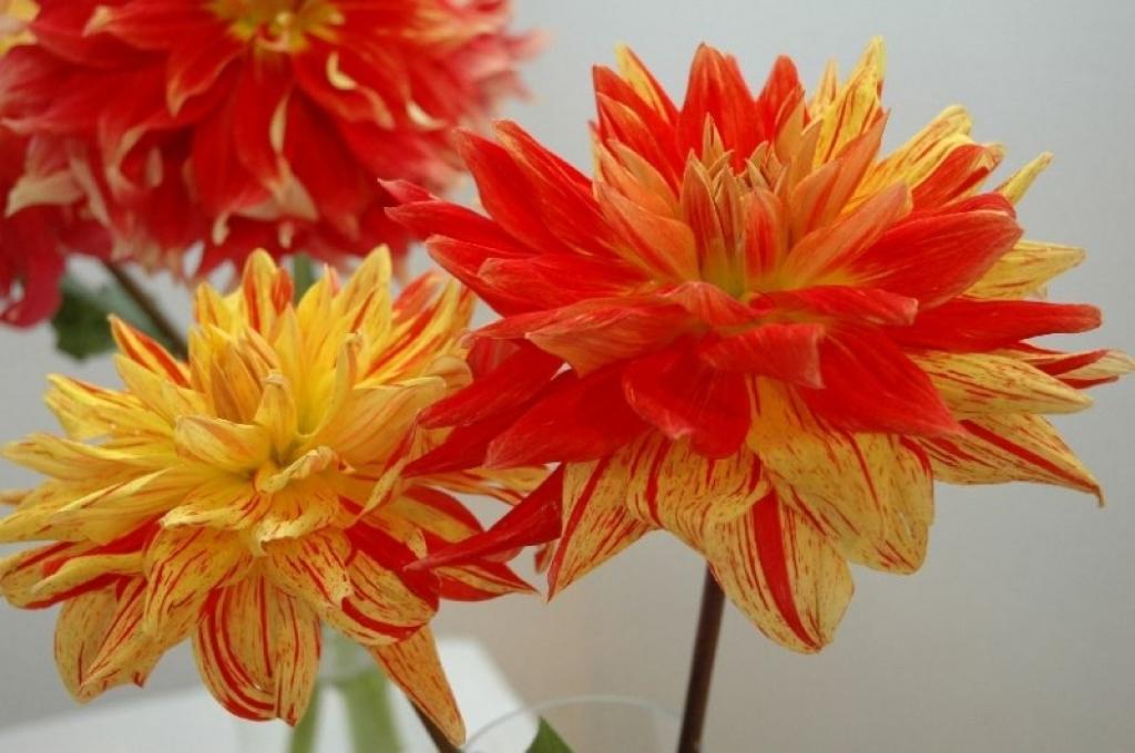 Autors: No Latvijas Dabas muzeja fondiem