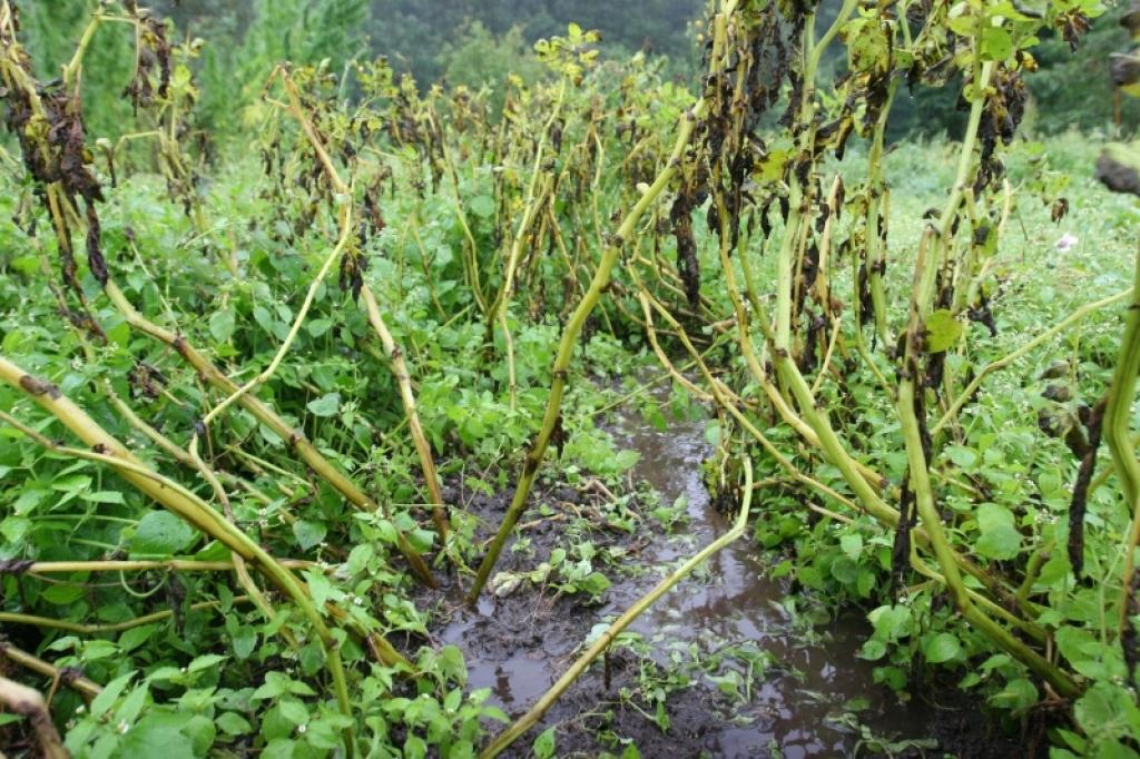Augusta lietavas ietekmējušas graudaugu un kartupeļu ražu. Daudzviet kartupeļu vagās stāv ūdens.
Autors: Gatis Bogdanovs