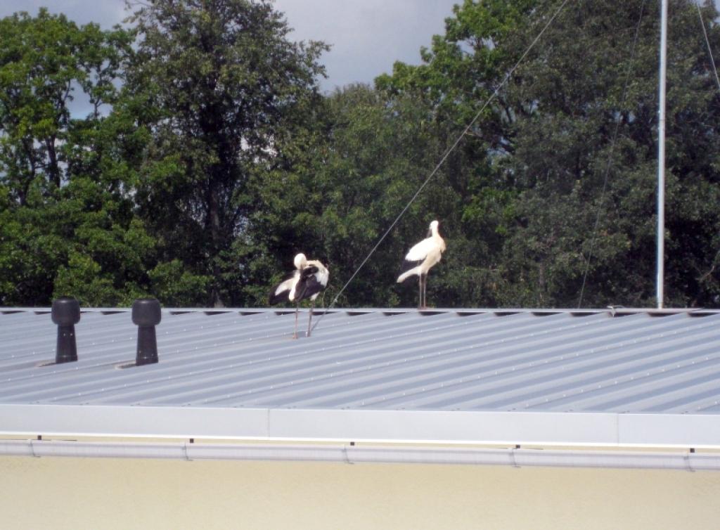 Autors: Tamāra Ulase