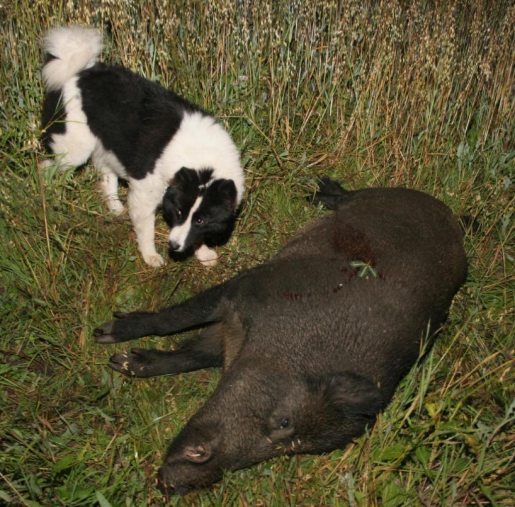 Autors: Gatis Bogdanovs (no arhīva)