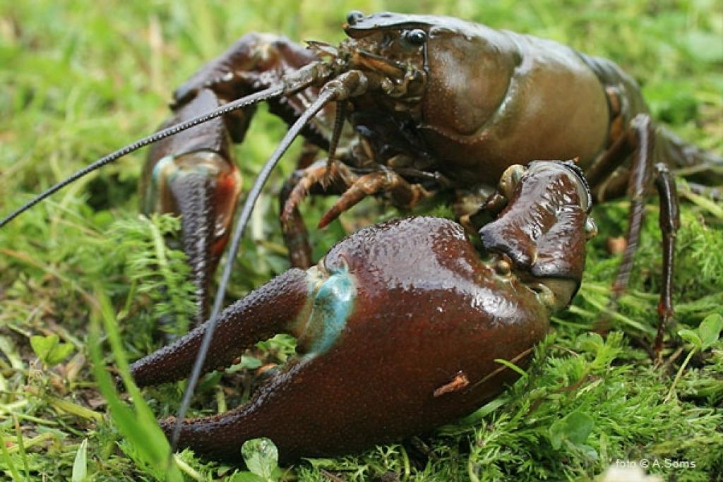 Tā kā signālvēzis ir izturīgs pret vēžu mēri un vienlaikus ir šīs slimības pārnēsātājs, tas pamazām ir sācis dominēt, aizstājot vietējo platspīļu vēzi. 
Autors: No Ziemeļvidzemes biosfēras rezervāta arhīva