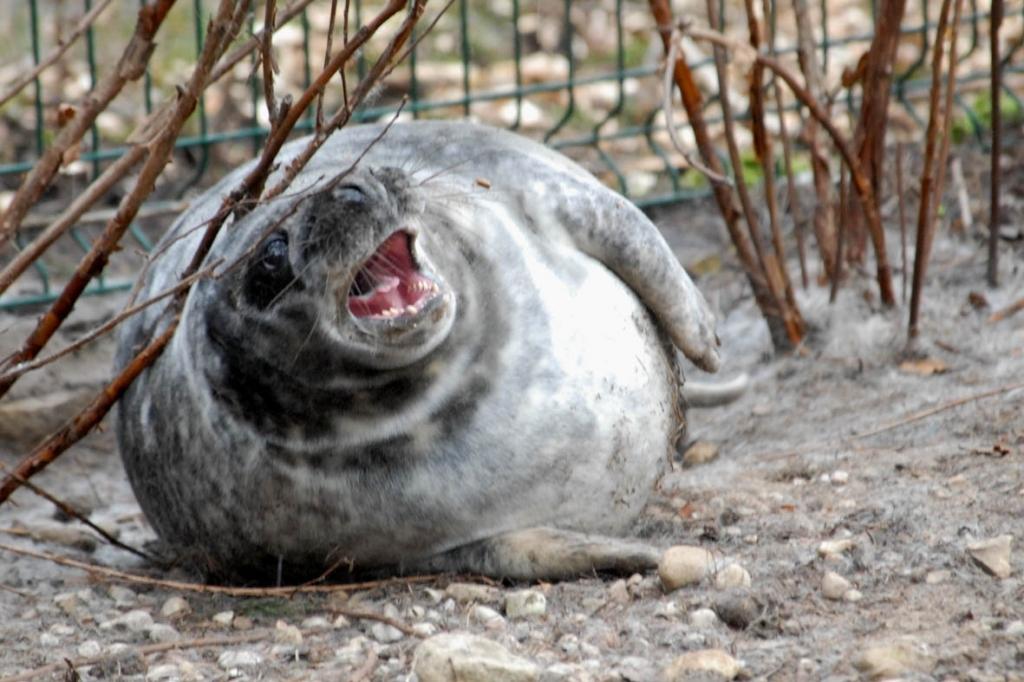 Pelēkais ronis Puzis.
Autors: No Rīgas Zooloģiskā dārza arhīva