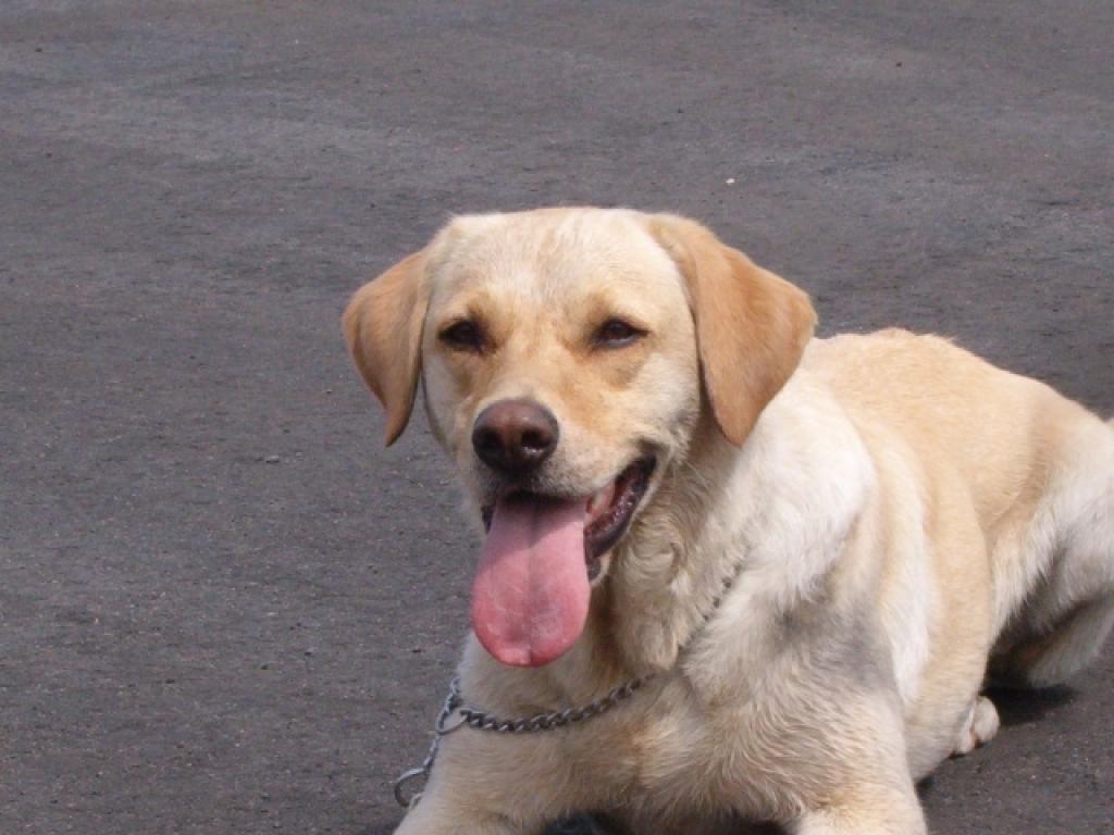 VID narkotiku meklēšanas suns Sallija pie kāda lidostas 