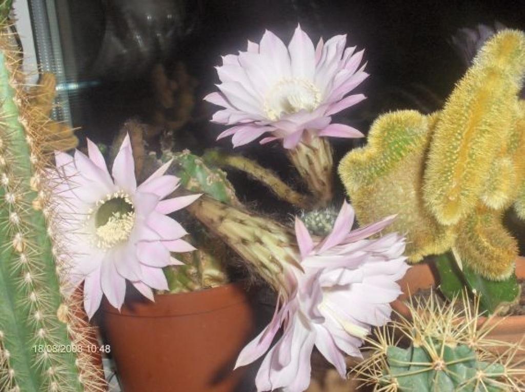 Autors: Santa Davida