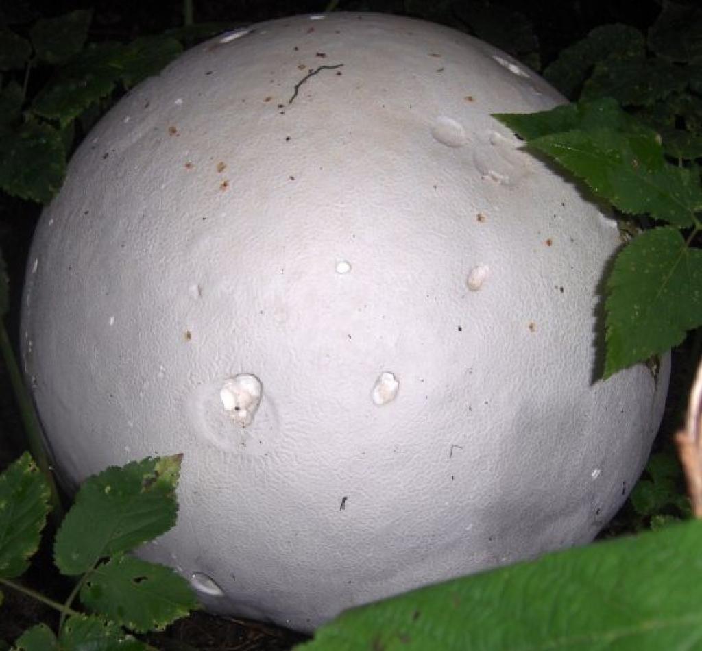 Kas tā ir ?
Autors: Daiga Gargurne