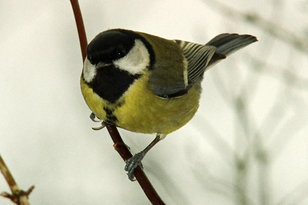 Lielā zīlīte
Autors: No Rīgas Zooloģiskā dārza arhīva