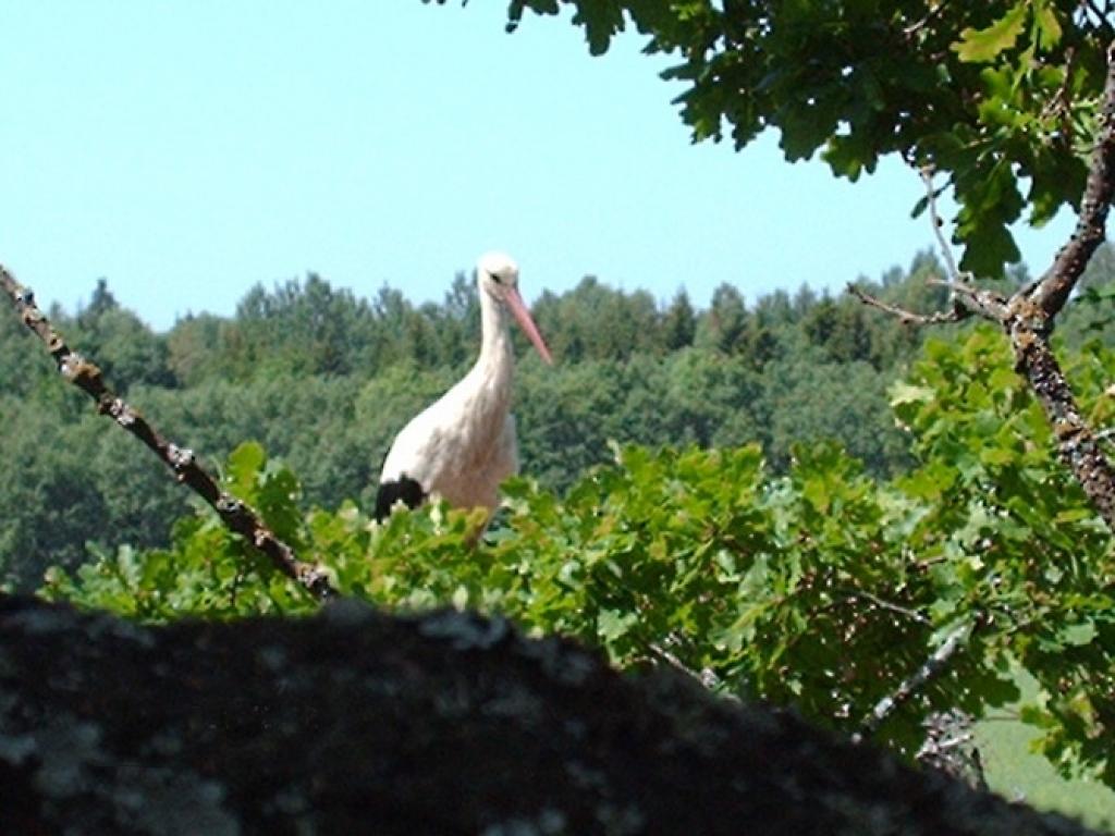 Pēc ornitologu aplēsēm Latvijā gadā ligzdo aptuveni 10 000 balto stārķu pāru.
Autors: Aija Konrāde