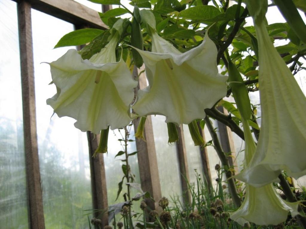 Rankā atvasaras reibumā smaržo Ritas Bāliņas audzētās eņģeļu taures.
Autors: Diāna Odumiņa