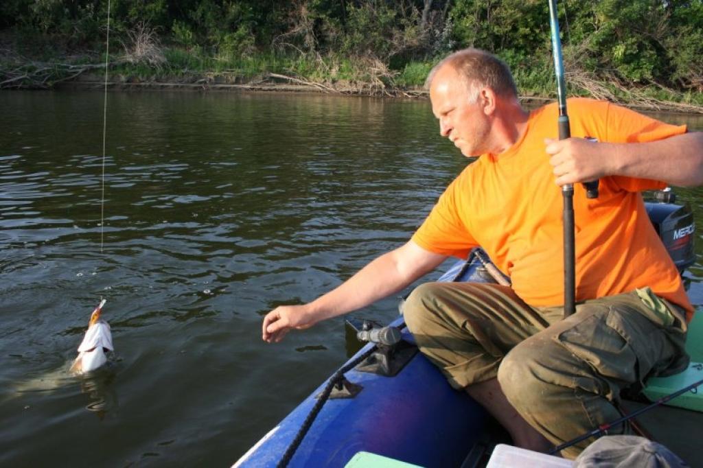 Gulbenietis Andis Drīzulis, makšķerējot Krievijā, pārliecinājies, ka vobleru labprāt iekāro ne tikai līdakas un asari, bet arī iespaidīga izmēra meža vimbas..
Autors: Gatis Bogdanovs