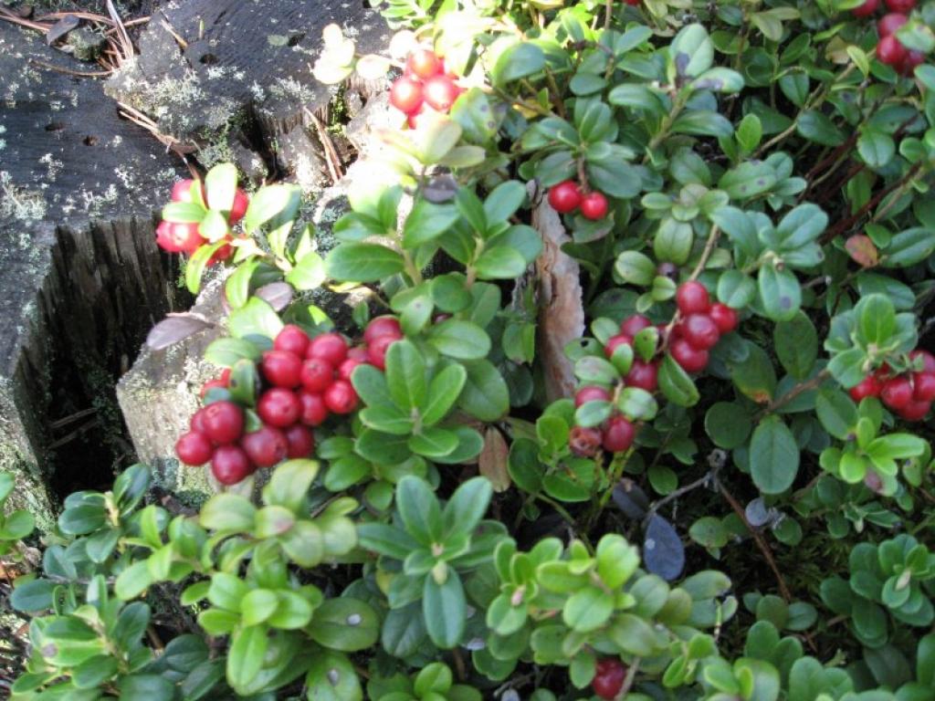 Autors: Tamāra Ulase