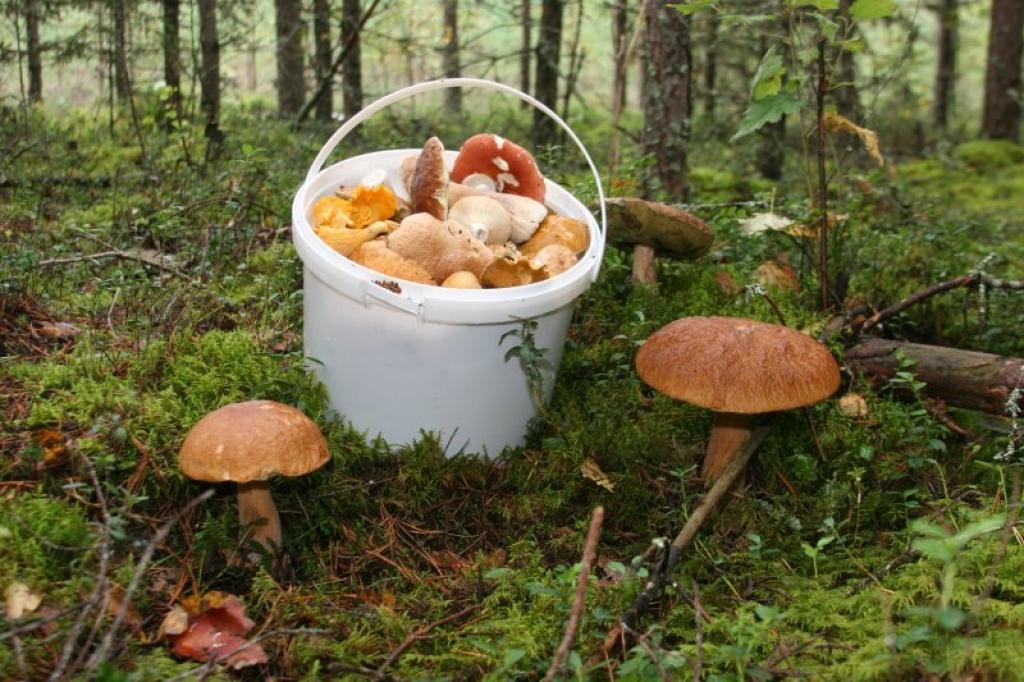 Autors: Gatis Bogdanovs