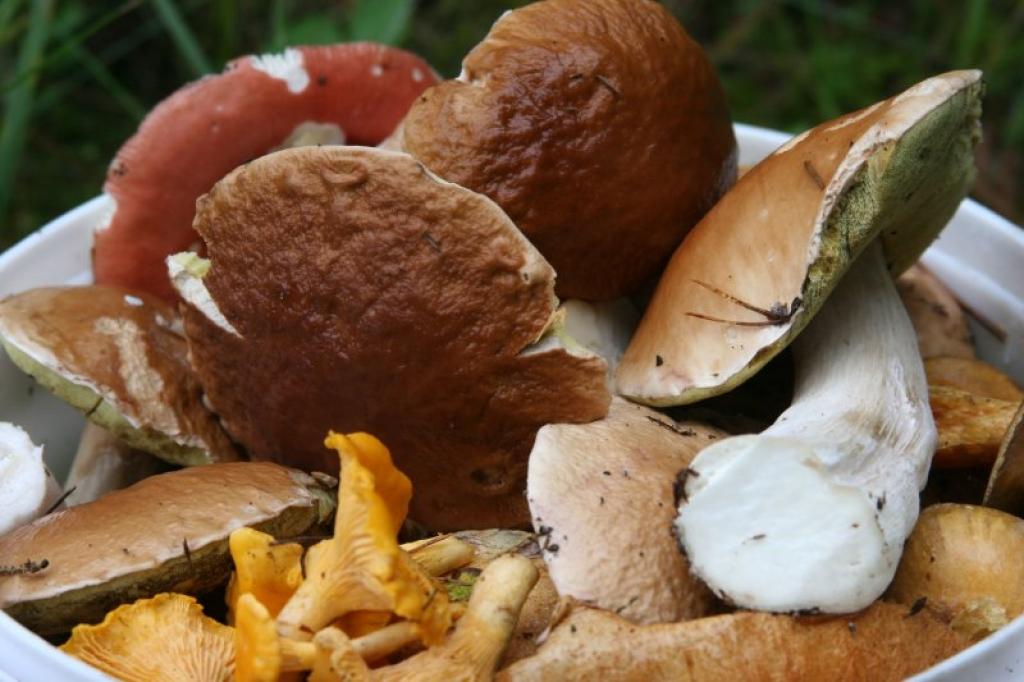 Autors: Gatis Bogdanovs