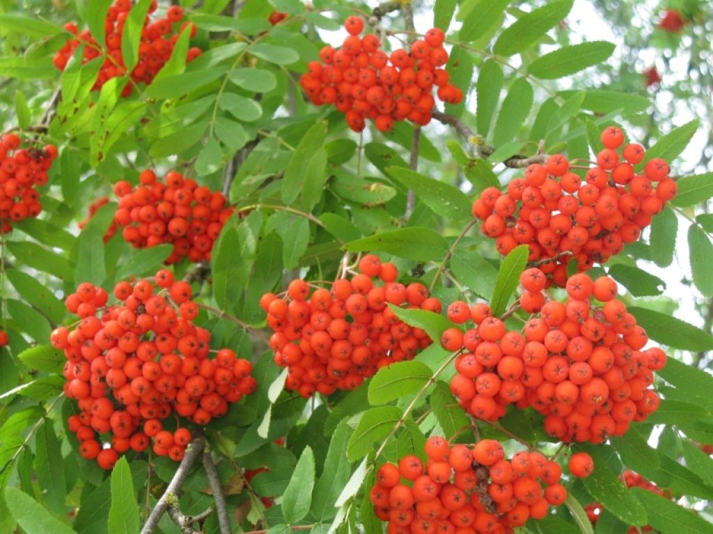 Autors: Gatis Bogdanovs