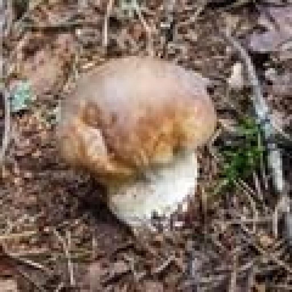 Autors: Jānis Logins