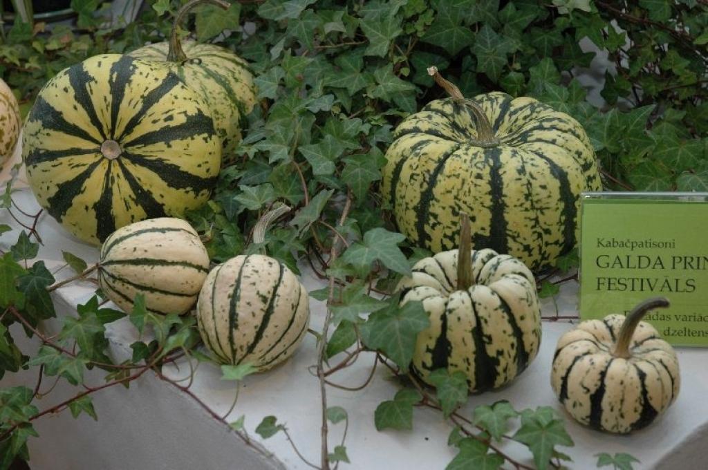 Autors: No Latvijas Dabas muzeja fondiem.