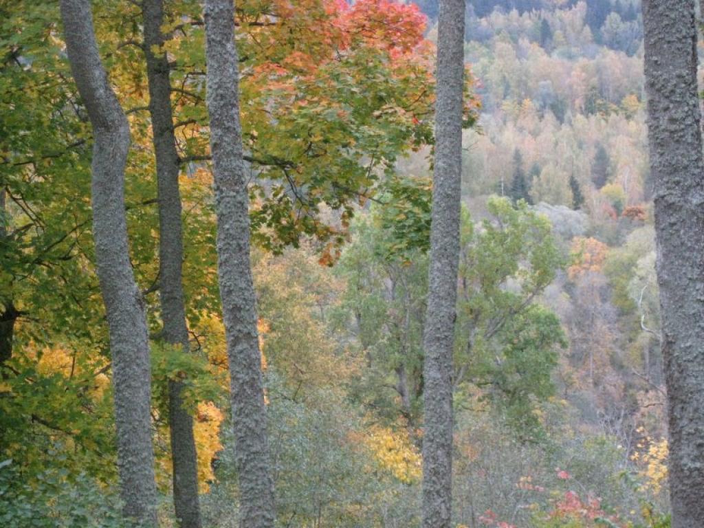 Autors: Tamāra Ulase