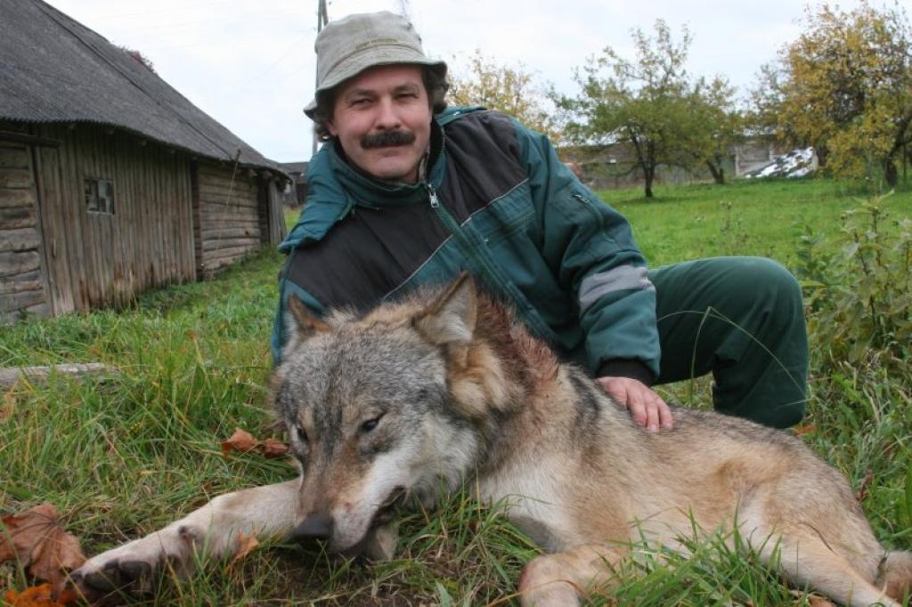 “Šis ir mans pirmais nomedītais vilks un otrā reize, kad mežā redzu vilku,” atklāj Jānis Glavāns.
Autors: Gatis Bogdanovs
