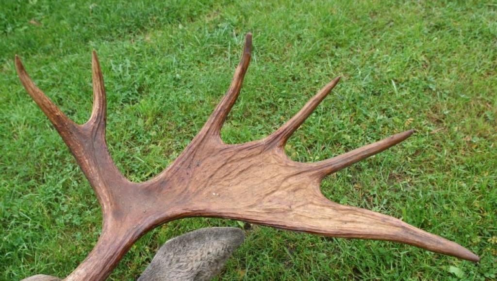 Jāņa Kalmaņa pirmā medību trofeja.
Autors: Gatis Bogdanovs