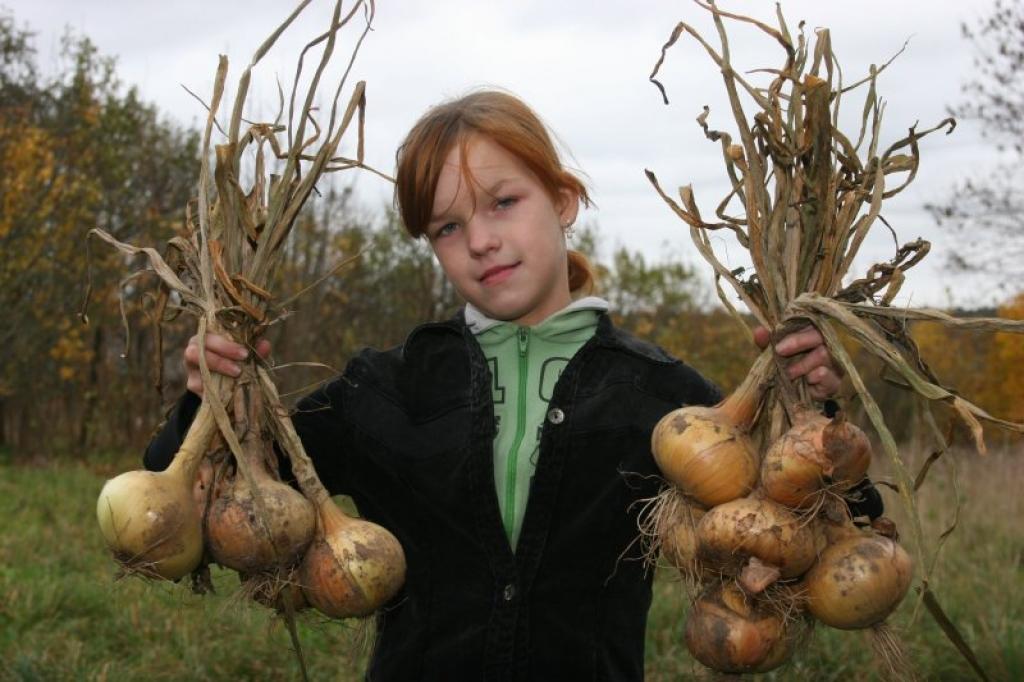 “Sīpolus audzēju katru gadu. Lai tie izaugtu lieli, vasarā laistu ar nātru uzlējumu. Šogad lielākais sīpols svēra 518 gramus. No sīpoliem gatavoju arī karbonādes,” stāsta Tirzas 167.mazpulka dalībniece Sigita Bukovska.
Autors: Gatis Bogdanovs