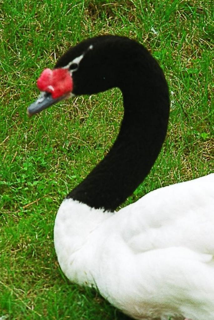 Rīgas zooloģiskais dārzs. Melnkakla gulbis.
Autors: No Zooloģiskā dārza arhīva.