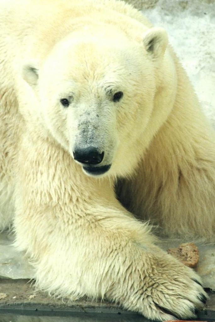 Leduslācis.
Autors: No Zooloģiskā dārza arhīva.