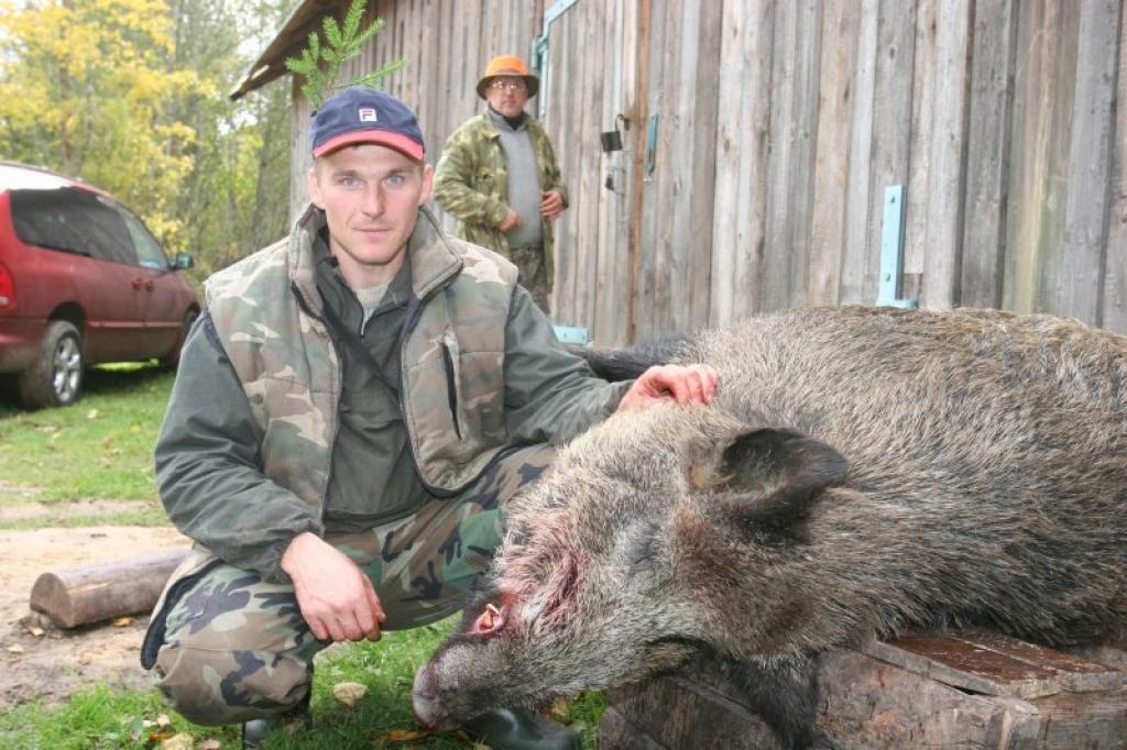 Pirmajās kolektīvajās medībās pie kārtīga dižmedījuma – 200 kilogramus smaga kuiļa un aļņu buļļa izdevās tikt arī Stradu mednieku biedrības medniekam Raivim Timofejevam. 
Autors: Gatis Bogdanovs