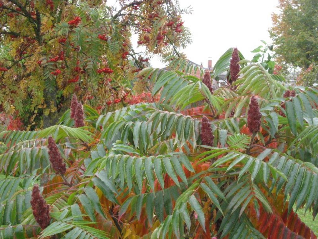 Autors: Tamāra Ulase