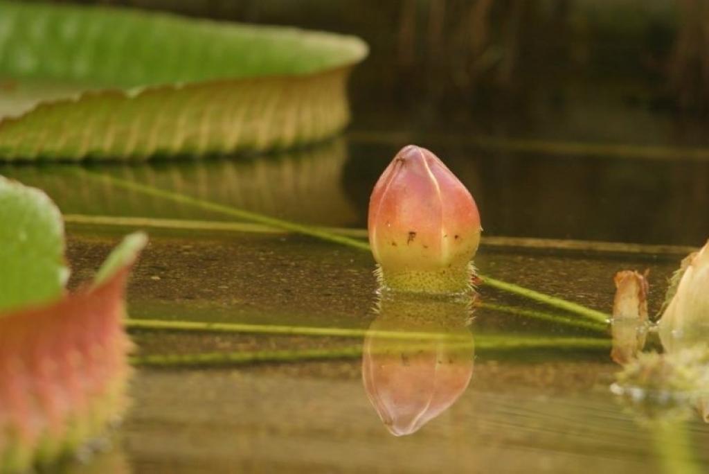 Otrs viktorijas zieds uzplauks jaunnedēļ.
Autors: No LU Botāniskā dārza.