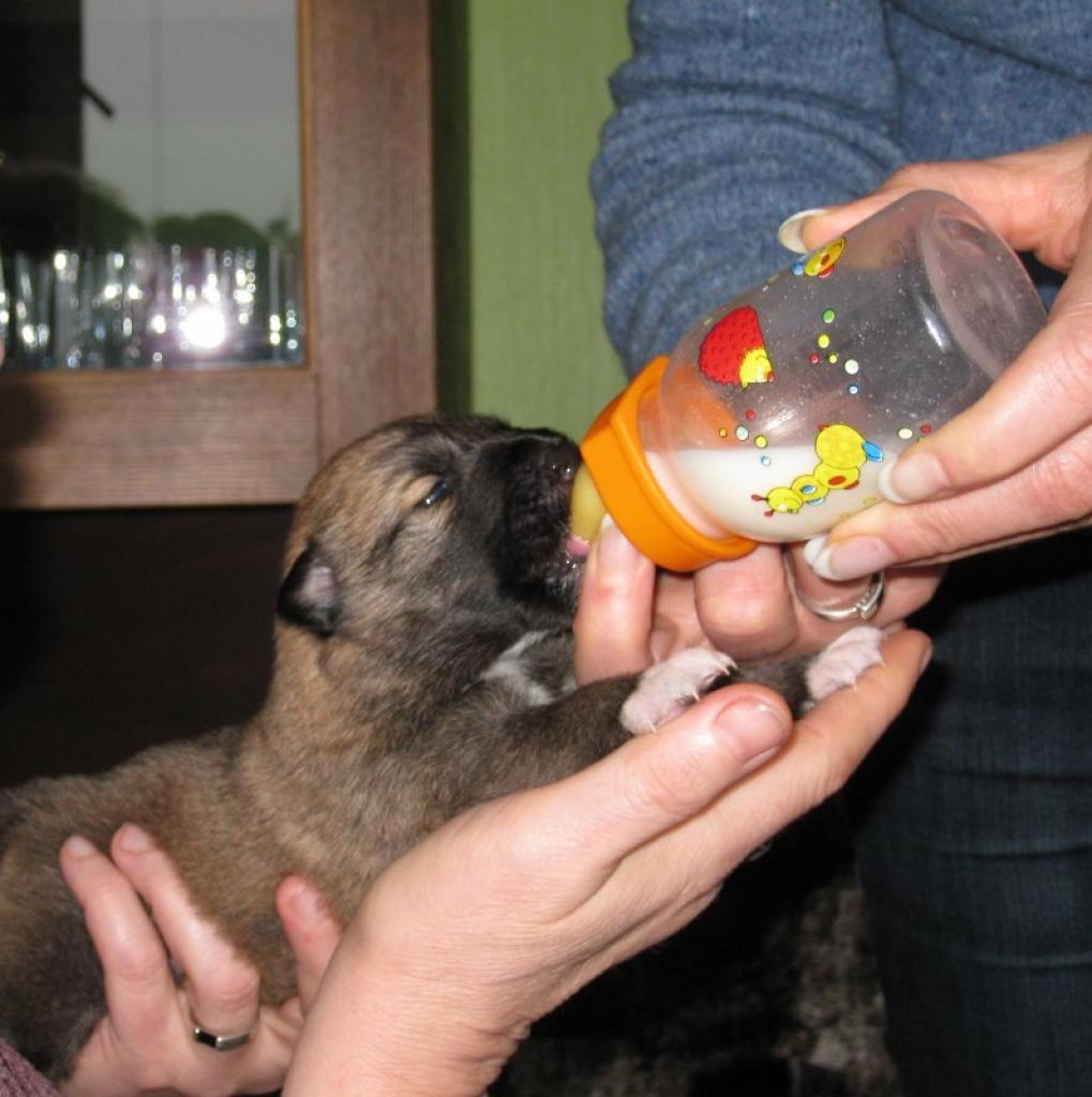 Lūk, daži fotomirkļi no Lolas Dzirkstītes dzīves “Dzirksteles” redakcijā vienas nedēļas laikā no no 21.novembra. 
Autors: Inese Indzere