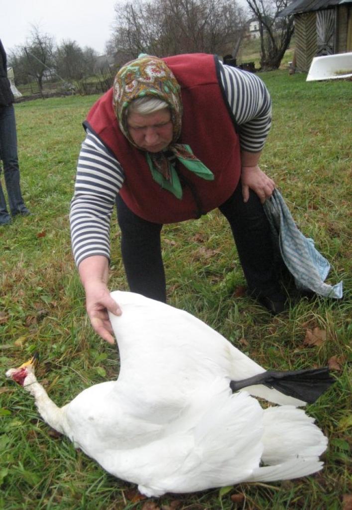 Pārsteidzošu “dāvanu” savā ģimenes mājas dārzā Gulbenē, Krasta ielā, vakar no paša rīta atrada Anna Krasta.
Autors: Diāna Odumiņa