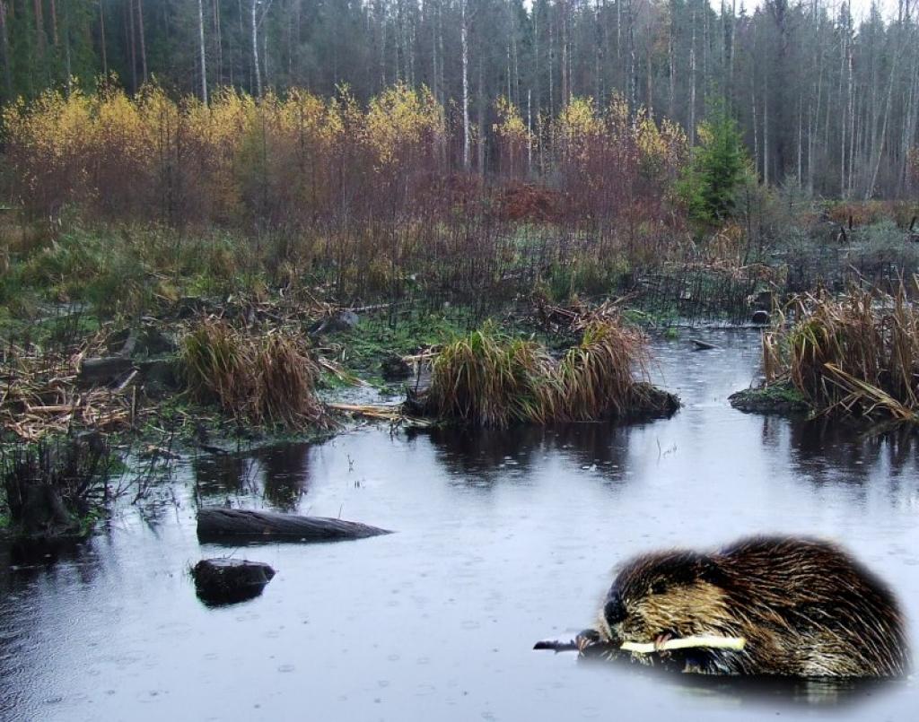 Autors: Indulis Burka