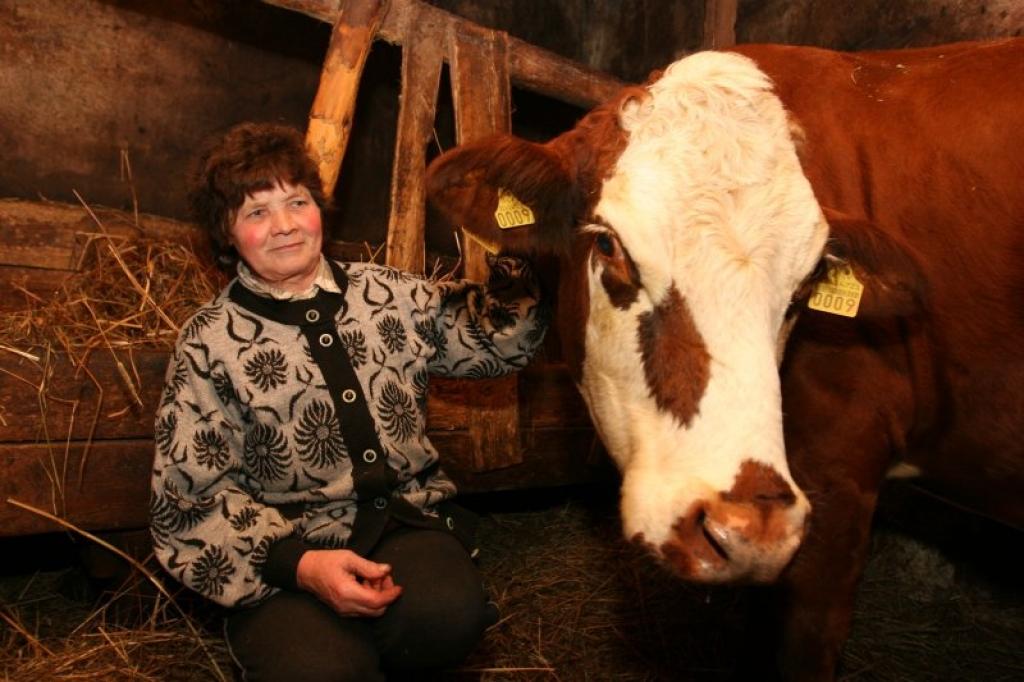Anna un Jānis Plukši nolēmuši turēt tikai vienu gotiņu Sarmu un pienu tagad izmanto tikai savām vajadzībām.
Autors: Gatis Bogdanovs