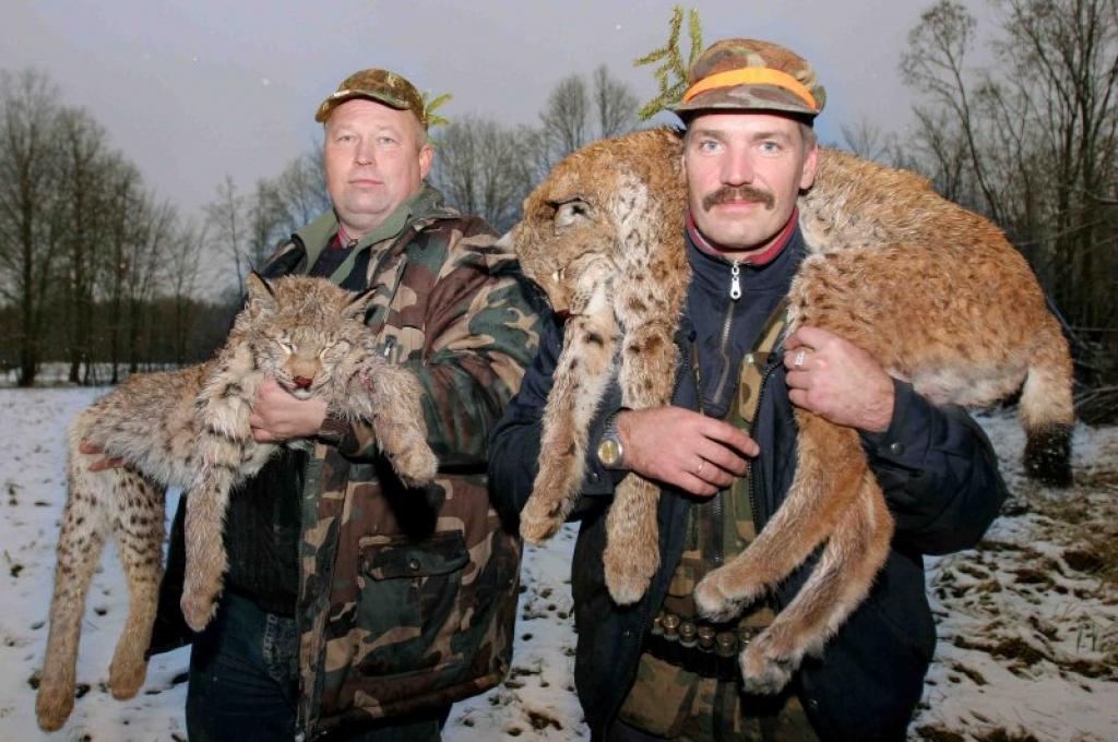 Gan Uldim Paideram (no kreisās), gan arī Normundam Zaķim pirmo reizi dzīvē izdevās nomedīt lūsi.
Autors: Gatis Bogdanovs