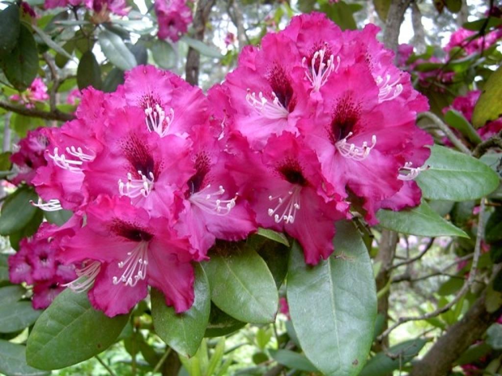 Rododendri 'Aivars Lasis'.
Autors: No LU fotoarhīva