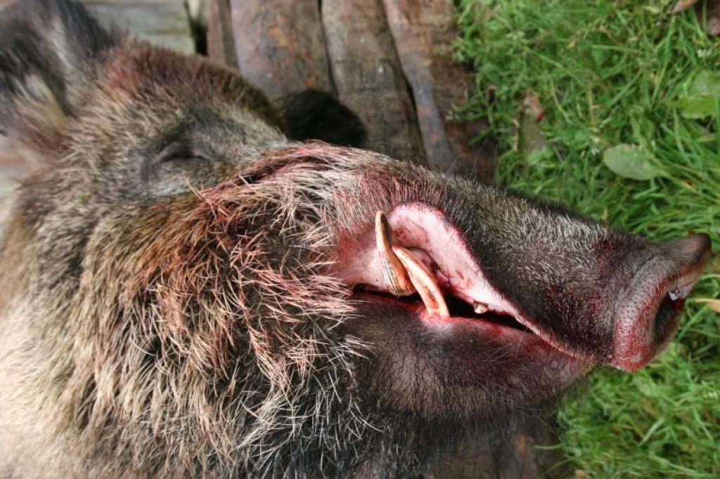 Autors: Gatis Bogdanovs (no arhīva)