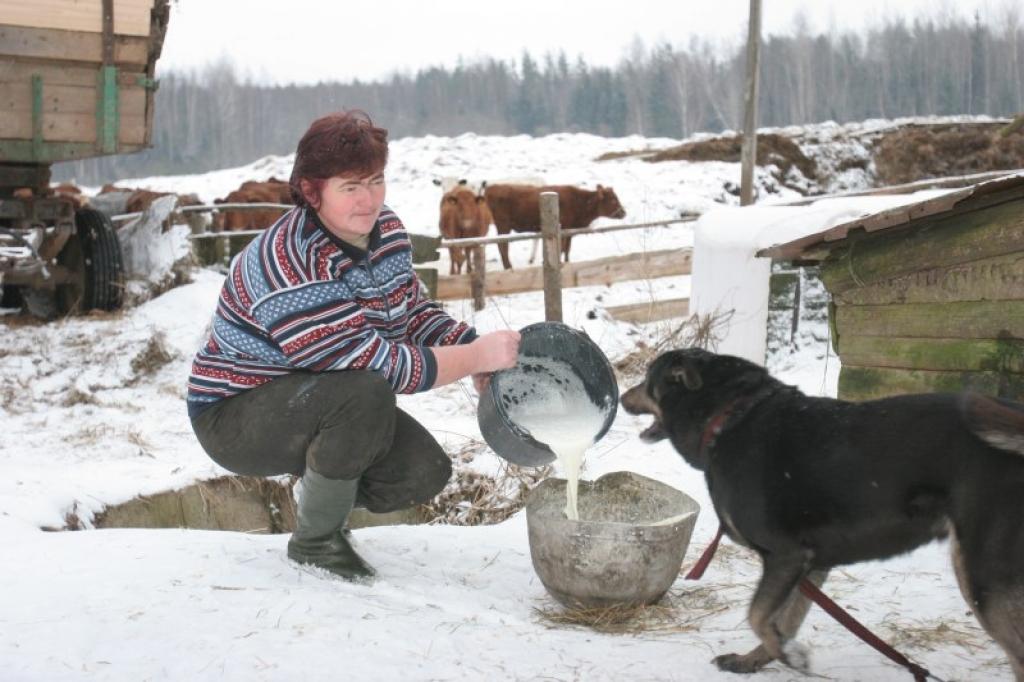 Beļavas pagasta zemnieku saimniecības “Jaunpūriņi” zemniece Sniedzīte Puķe šobrīd aprūpē 40 slaucamās govis. Ja bankā nebūtu prāvs kredīts, viņa likvidētu saimniecību, bet šobrīd tas nav iespējams, lai gan arī nevienam pienu nevajag, jo valdība par tā eksportu nedomā.
Autors: Gatis Bogdanovs
