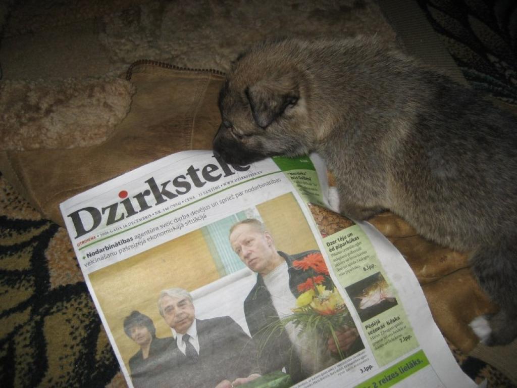 “Dzirksteles” atradenīte – suņu meitene Dzirkstīte Lola -, kas 21.novembrī tika atrasta, izmesta atkritumu urnā Gulbenes centrālajā skvērā, pa šo laiku ir izaugusi jau gana liela, gudra, skaista un laimīga. Kucēnam ir mājas, kuras sargāt...
Autors: Diāna Odumiņa