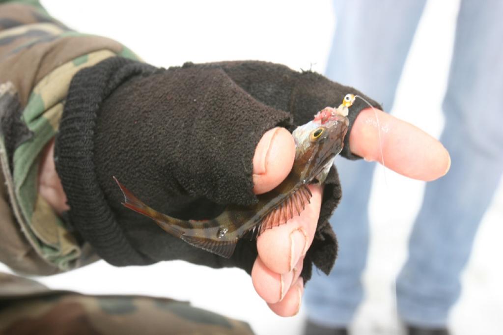24.janvārī Jaungulbenes pagastā uz Ušura ezera notika rajona sacensības zemledus makšķerēšanā. Vislielākais loms un 1.vieta - jaungulbeniešiem, otrie - gulbenieši, trešie - beļavieši.
