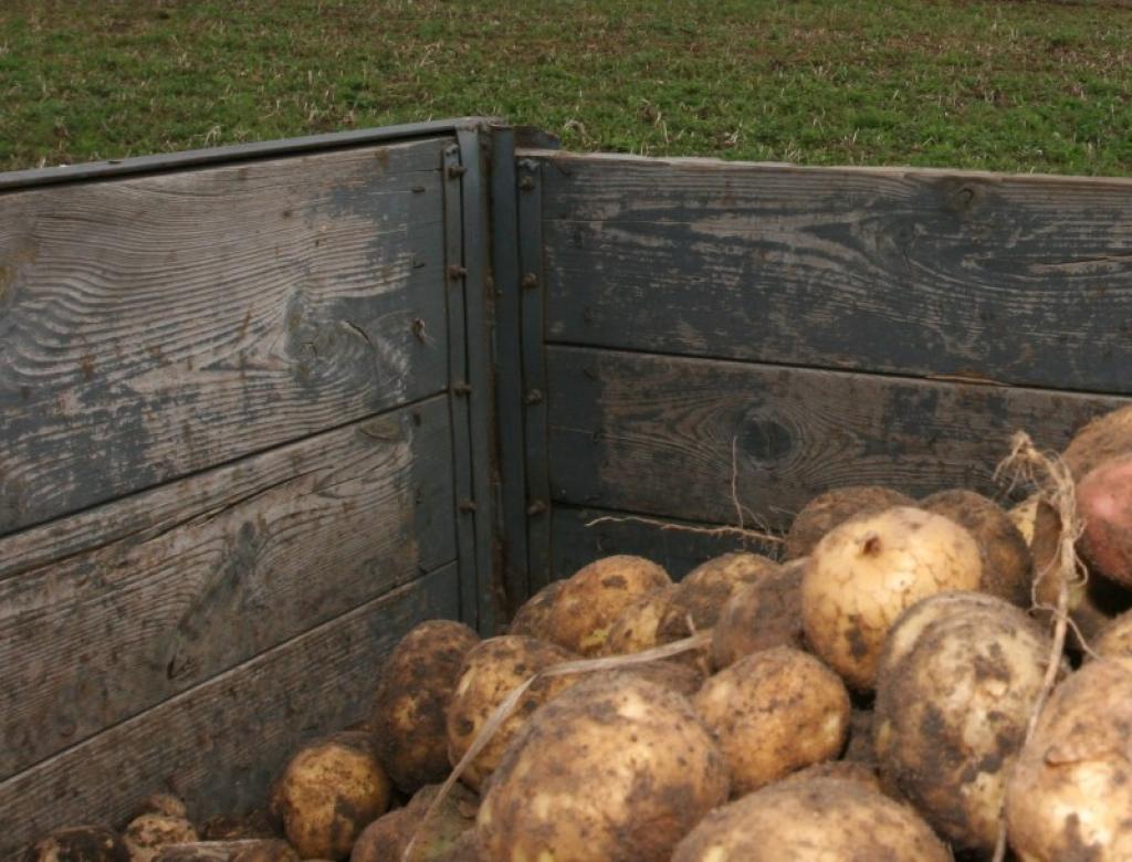 Ja kartupeļi inficēti ar gaišo gredzenpuvi, tās apkarošanai jāveic virkne fitosanitāro pasākumu, kurus nosaka Valsts augu aizsardzības dienesta speciālisti. 
Autors: No arhīva
