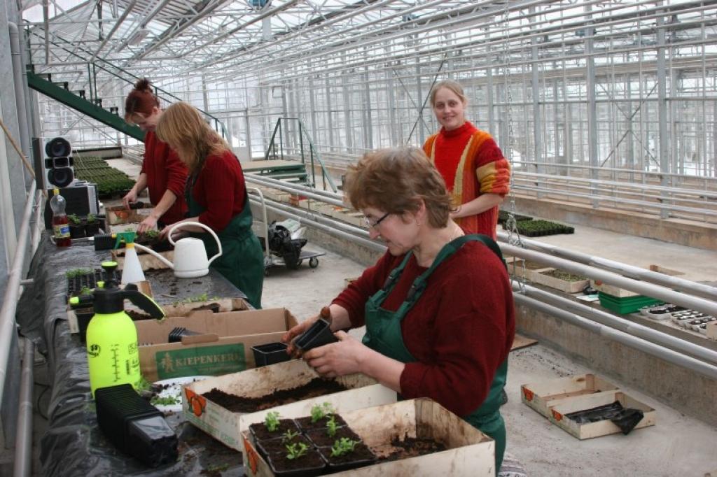  Vecgulbenes muižas dārzniecības strādnieces šobrīd steidz sēt, piķēt un izstādīt podos dažādas puķes, kam jau pavasarī muižas parks jāpārvērš ziedošā dārzā. 
Autors: Gatis Bogdanovs