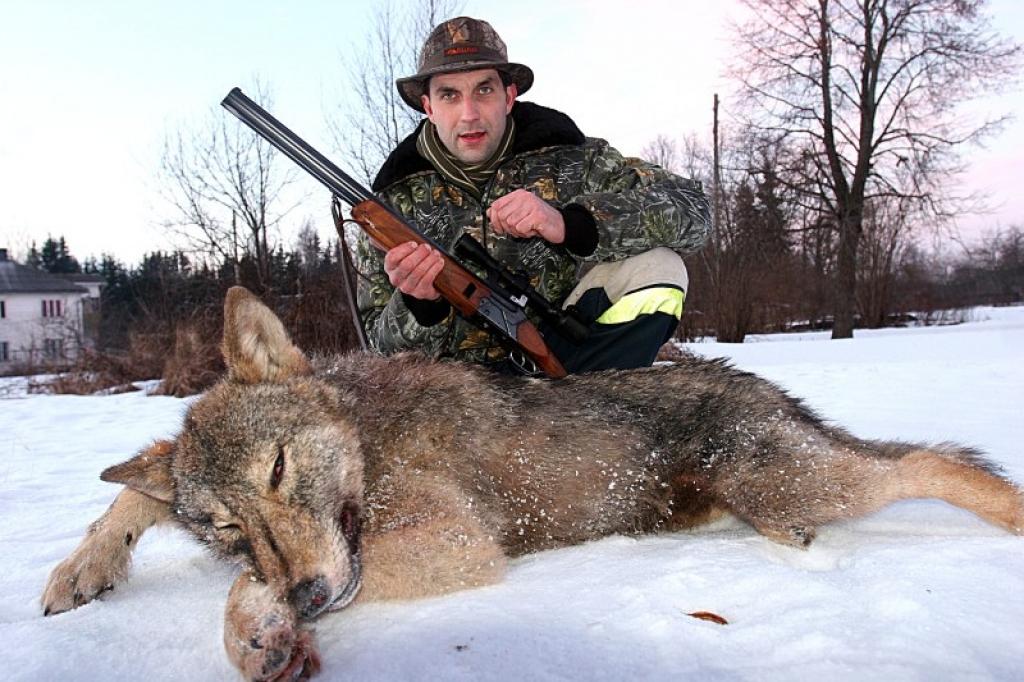 Šo pirmdien gulbenietim Raivim Bērziņam smaidīja veiksme, jo viņam izdevās nomedīt pirmo vilku savā 17 gadus garajā mednieka karjerā.
Autors: Gatis Bogdanovs