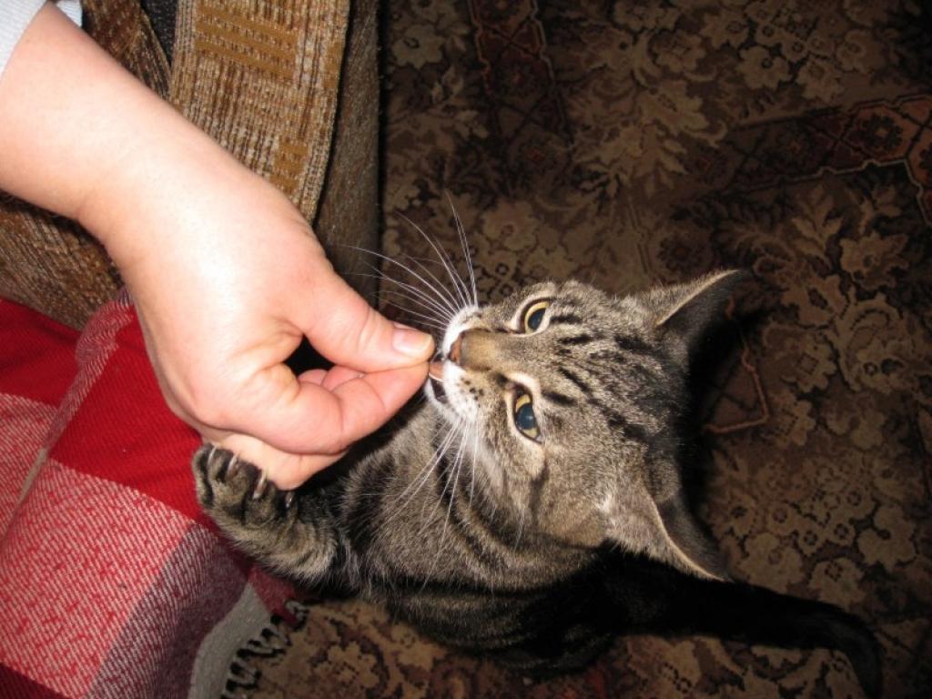 Saimniece savu kaķeni salīdzina ar lauvu, jo raksturs Natai ir negants. Noglāstīt viņu var tikai tad, kad viņa to pati vēlas.
Autors: Inita Savicka