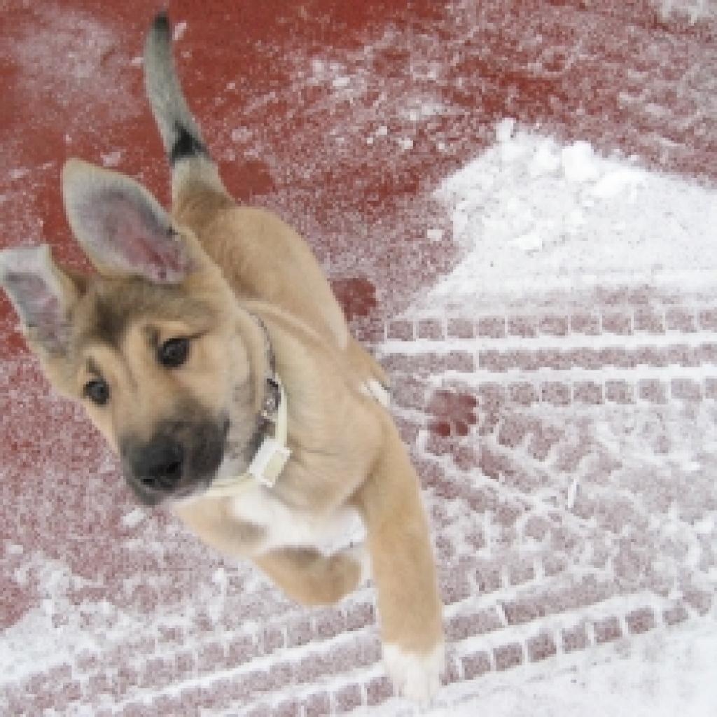 Jo sevišķi tas notiek parkā, kur sunītim patīk skriet krosus pa kupenām un noskatīties slēpotājos. 
Autors: Diāna Odumiņa