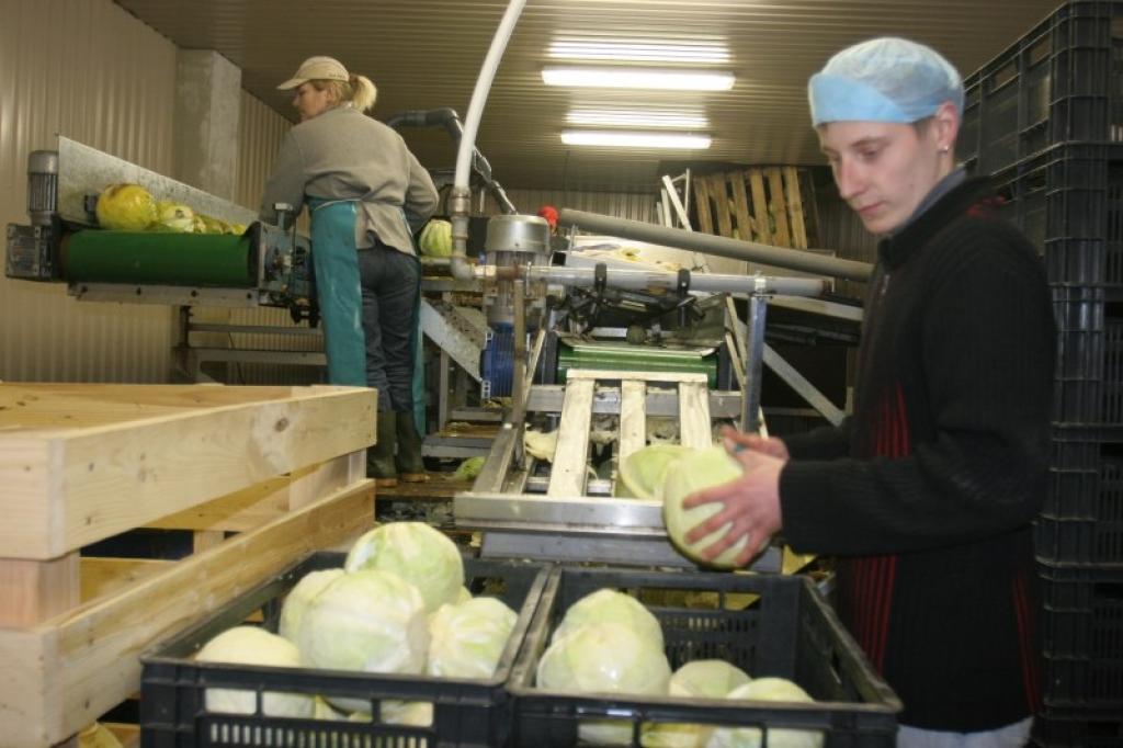 SIA “Dimdiņi” darbojas ne tikai moderna kāpostu fasēšanas līnija. Automatizēta ir arī kāpostgalvu tīrīšana. Roku darbs šajā procesā ir tikai kāpostgalvas kacena nogriešana un tās ievietošana kastē.
Autors: Gatis Bogdanovs